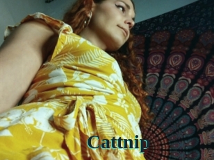 Cattnip