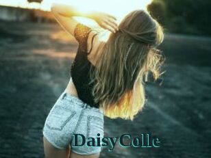 DaisyColle
