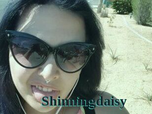 Shinningdaisy